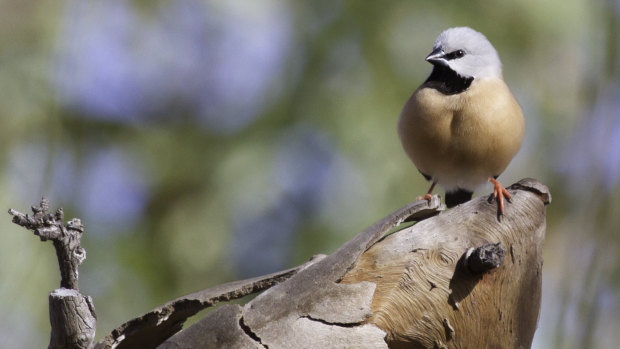 The black-throated finch on the old Moray Downs cattle property, which was bought by Adani to mine for coal.