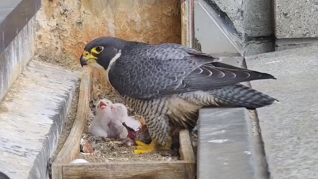 Melbourne's resident falcons have expanded their family, with new chicks hatching at 367 Collins Street.