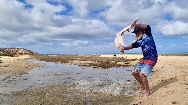 Mr Deschamps rescuing one of the stranded rays in Shark Bay. 