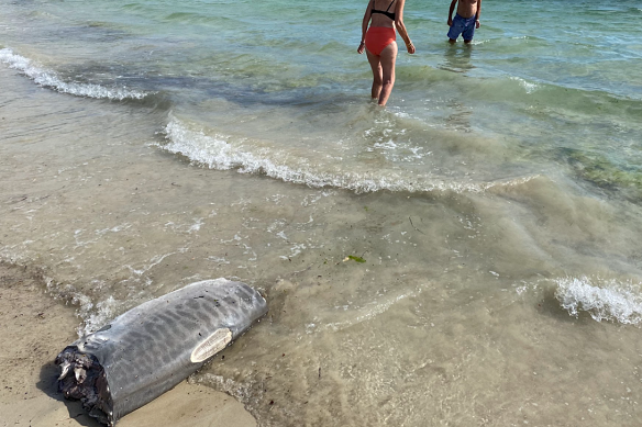 The body of a dead shark at a beach in Kwinana.