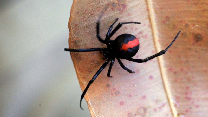 A Can Of Bug Spray And Deadly Spider Ignite Unusual Biosecurity Spat