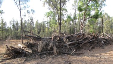 Illegal clearing in north-west NSW; rates of native vegetation destruction ramped up in the two years to June 2017.