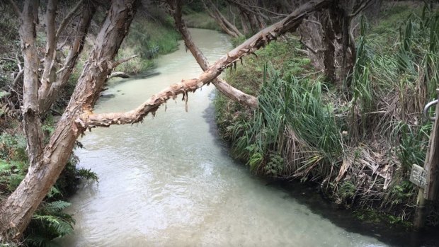 Rare new spiders found at Cooloola Coast by Australian spiders.