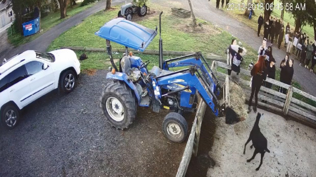 Security footage of animal activists taking goats from a petting pen at John Gommans' property in December.