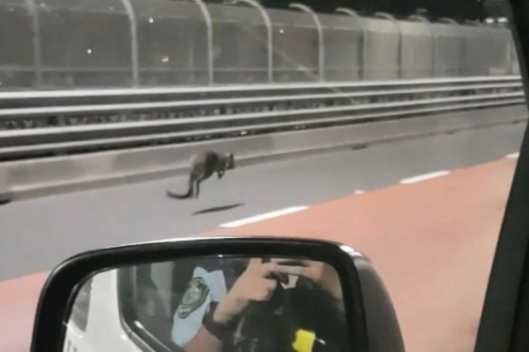 The wallaby was spotted bouncing down the Sydney Harbour Bridge.