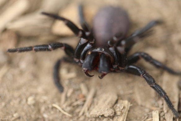 People in Sydney need to be able to tell the difference between a funnel web and a redback spider. 