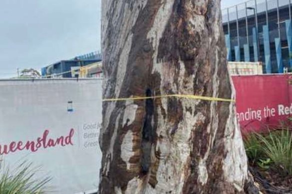 The scar tree at the Redcliffe Hospital expansion site.