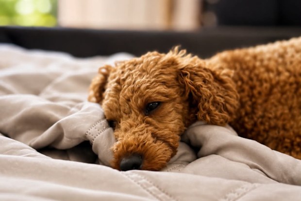 Bear, a three-year-old cavoodle killed in a brutal dog attack in NSW.