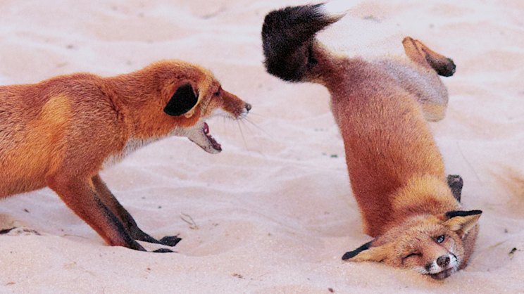 smh.com.au - Katherine Scott - Need a laugh? This year's funniest wildlife photos named