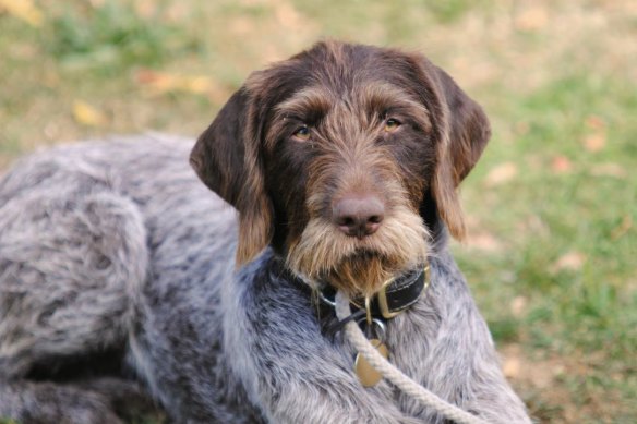 Several dogs have been shot by a rural pound due to social distancing.