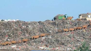 The dump on a clear day: cattle grazing.