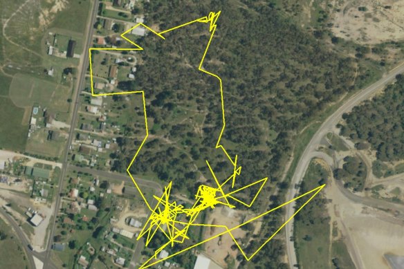 The yellow line shows how far a pet cat allowed to roam overnight wandered during one night in Lithgow.
