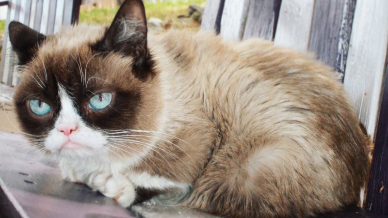 Small Business Banking >> Iconic internet meme Grumpy Cat has died Small Business Banking >> Iconic internet meme Grumpy Cat has died