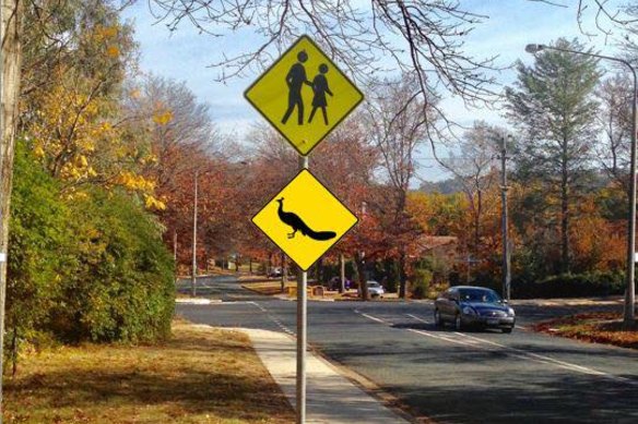 A mock-up of signs proposed by the local community to help warn drivers about peafowl pedestrians.