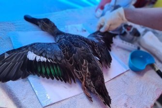 An endangered blue-winged shoveler duck- being examined by a Wildlife Victoria vet. It was later euthanised. 