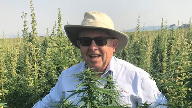 Barry Lambert in a hemp plantation in Tasmania: “Hemp is as safe – and natural – as broccoli or orange juice,” he says.
