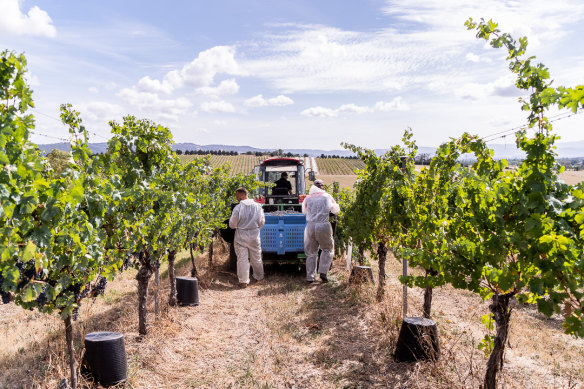 Mount Mary, a single vineyard estate in the heart of the Yarra Valley, Victoria.