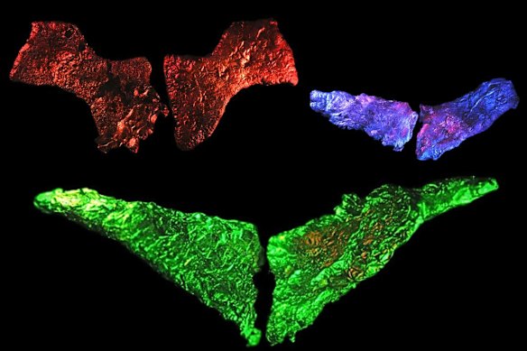 Pig wings grown from bone marrow. 