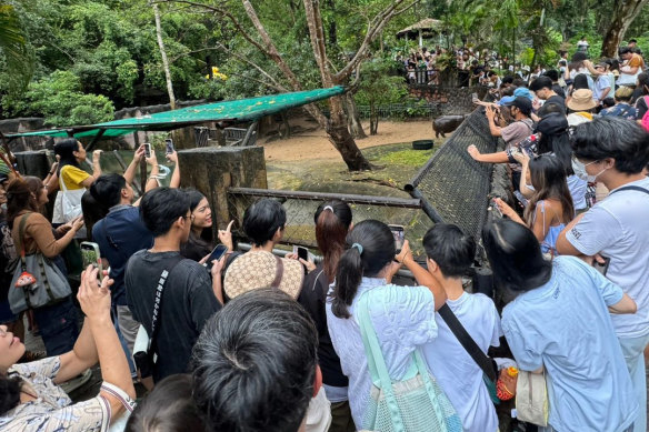 Two-month-old pygmy hippo Moo Deng has been a social media hit since her keepers at the Khao Kheow Open Zoo in Thailand started uploading snippets of her life online. 