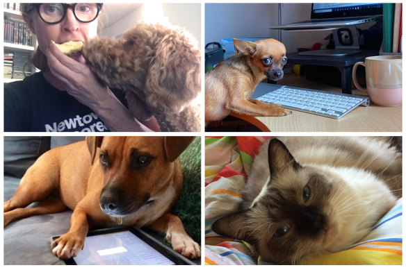 Clockwise from top left: Ginger the groodle (with GW photo editor Tegan Sadlier), Nina the chihuahua, Marcello the ragdoll, and Luna the staffie.
