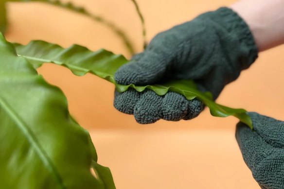 A Leaf Health Kit with gloves offers hands-on plant TLC.