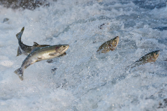 Salmon doing their thing in Alaska.