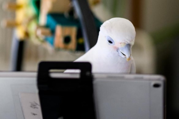 A bird uses a tablet during the study.
