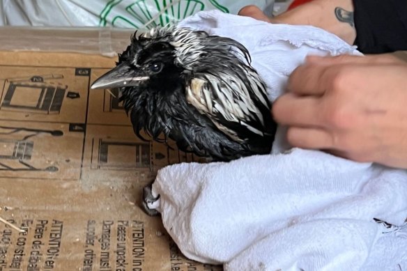 A soaked magpie is given treatment by volunteers on Thursday. 