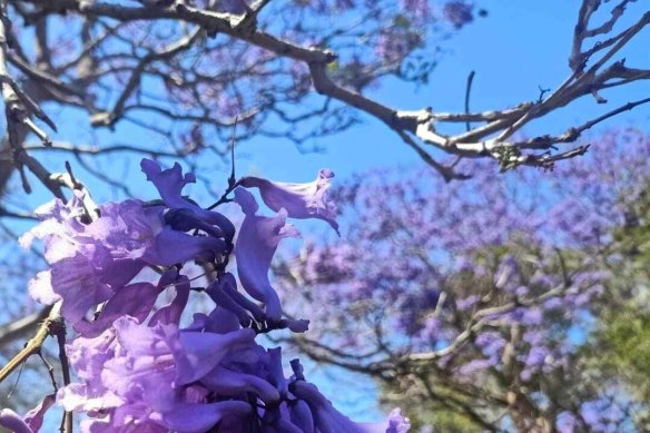 Jacarandas 