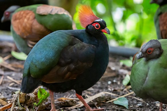 Perdizes Roul-roul, nativas do Sudeste Asiático, são usadas em vez de produtos químicos para manter a população de insetos sob controle.