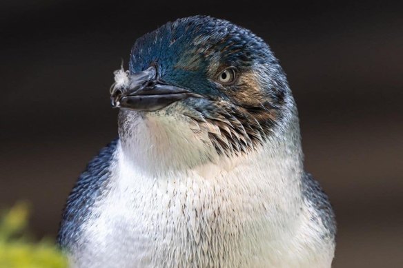 Little penguins on Penguin Island in Rockingham face an uncertain future.