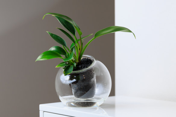 Set and forget: the ingenious planter will aid your favourite green friend’s hydration.