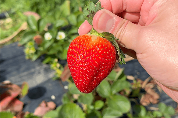 A strawberry at Rolin Farm, which allows the public to pick their own on weekends.

