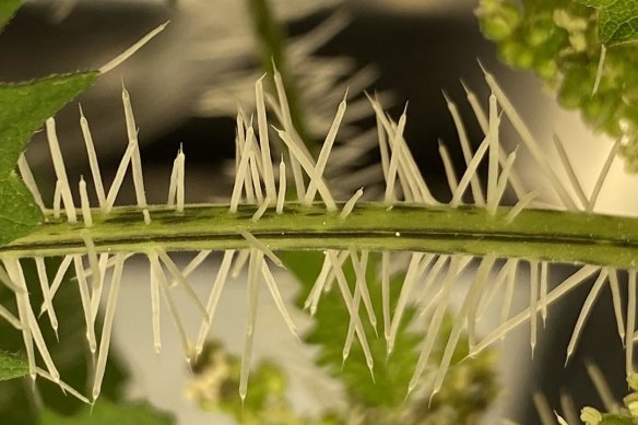 Stinging plant offers insights into preventing pain