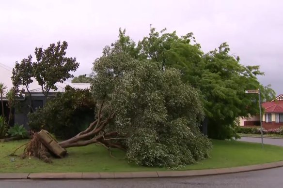 A tree that was uprooted in Rockingham.