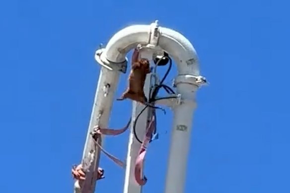 The possum was shaken off the boom pump crane and fell on the cement 30 metres below.