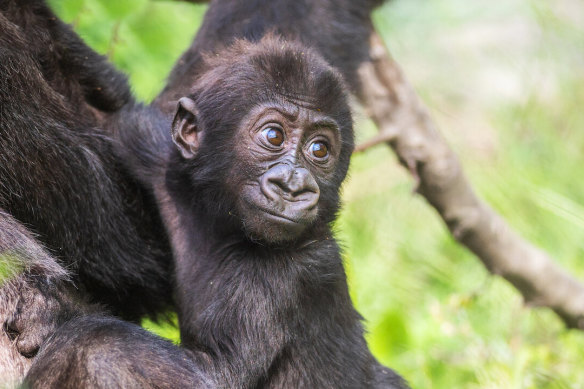 Livestreams of baby animals have proven so popular that Netflix created a follow-up series to Baby Gorilla Cam.