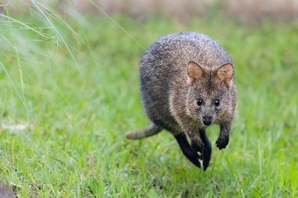 Quincy is the newest resident at Lone Pine Koala Sanctuary.