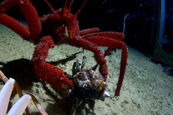 The Minderoo Foundation and the University of Western Australia have launched a new research centre that will explore parts of the Indian Ocean that have never been seen before.
