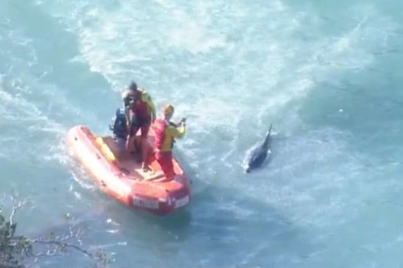 Footage shows the injured common bottlenose dolphin struggling to swim off Shelly Beach.