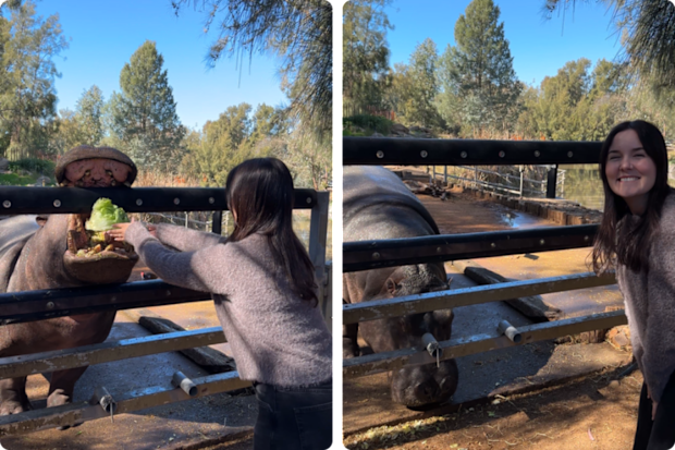 Maddison Skipper meeting hippos at Taronga Western Plains Zoo.