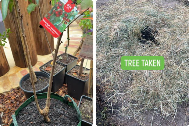 Padbury Community Garden members planted the miniature cherry tree on Sunday afternoon. By Monday morning it was gone.