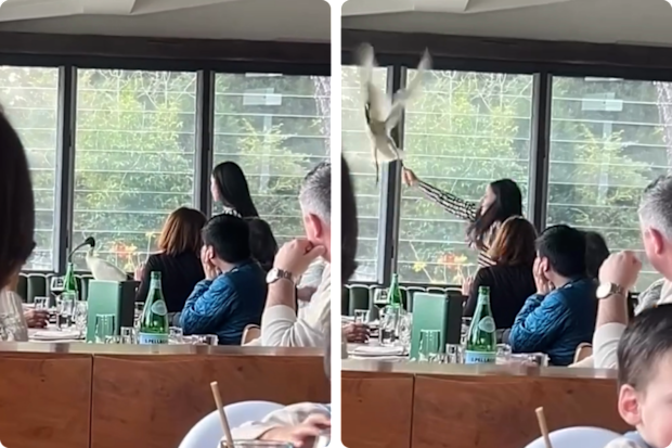 NSW woman wrangles ibis in restaurant