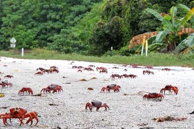 The population of the famous crabs of Christmas Island is booming wildlife bosses say, as the creature begin their famous migration again.