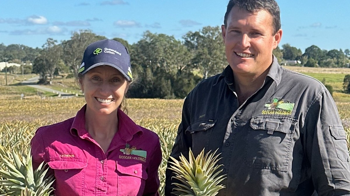 Pineapple farmers sound biosecurity alarm as weather warms up