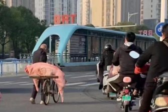 A man transports a pig he bought on the back of his bike in China. 
