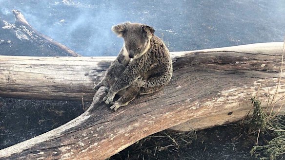 The koala and its joey were taken to the RSPCA Queensland wildlife hospital for treatment and are being monitored.