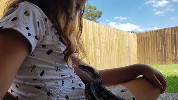 Brisbane Bird and Exotics Veterinary Services operated on three-and-a-half-year-old python Tigerlilly after significant trauma to its teeth that left it unable to eat.