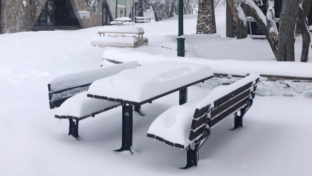 Mt Buller has been blanketed by fresh snow.