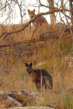 A fox keeps a close eye on a wallaby at Mt Mugga quarry.